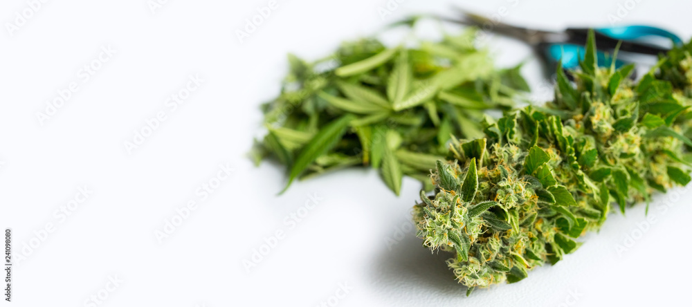 Close up Macro of freshly harvested Medical Marijuana Close up Macro of freshly harvested Medical Marijuana