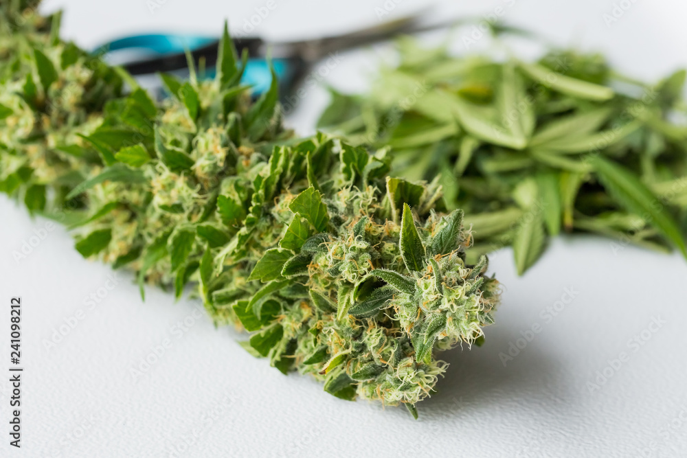 Close up of freshly harvested Medical Marijuana Close up of freshly harvested Medical Marijuana