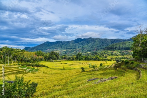 Beautiful view over the rice fileds on tropical island Sumatra in Indonesie 