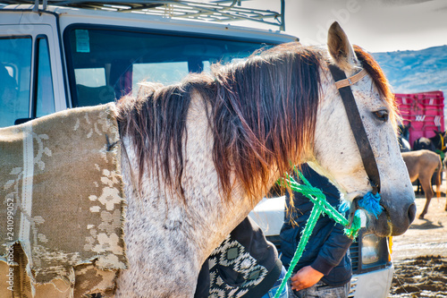 Nice horse exposed for sale in the souk of Oued Laou, a village in the province of Chefchaouen in northern Morocco. photo