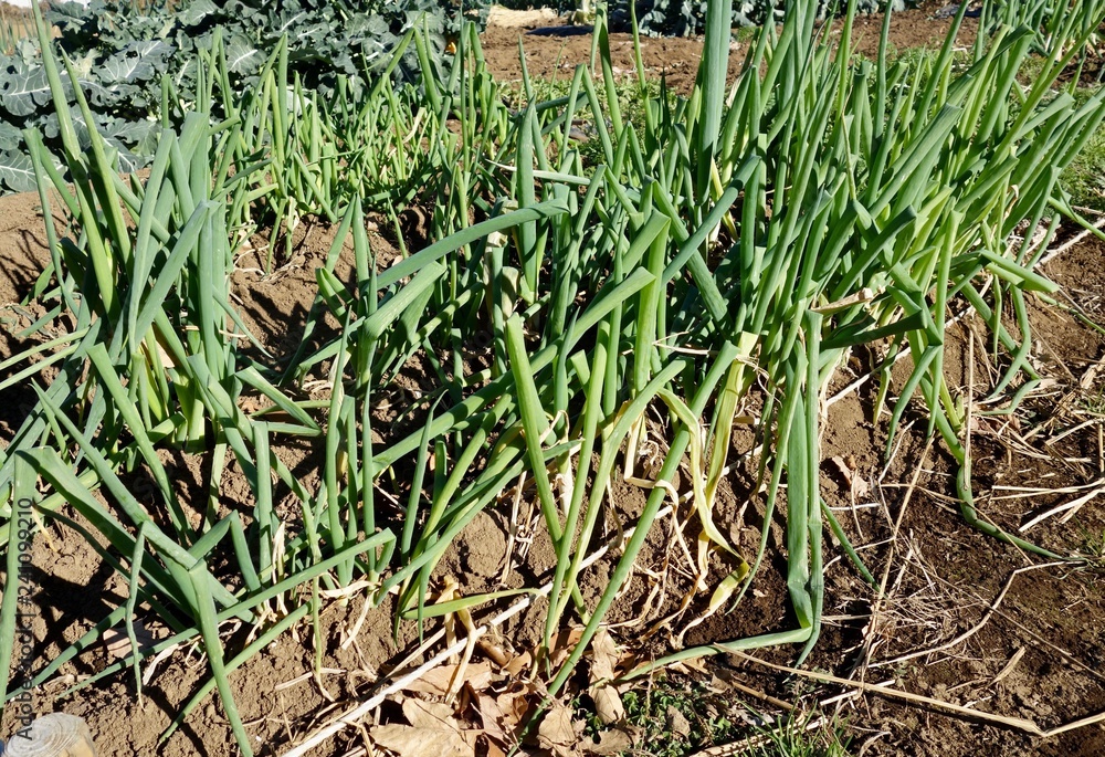 Obraz premium 九条ネギ