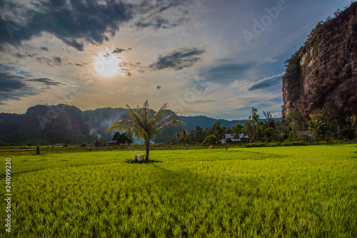 Beautiful sunny day at the rice fields in the Harau Valley in Sumatra  photo