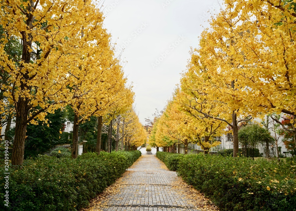 Naklejka premium 黄葉