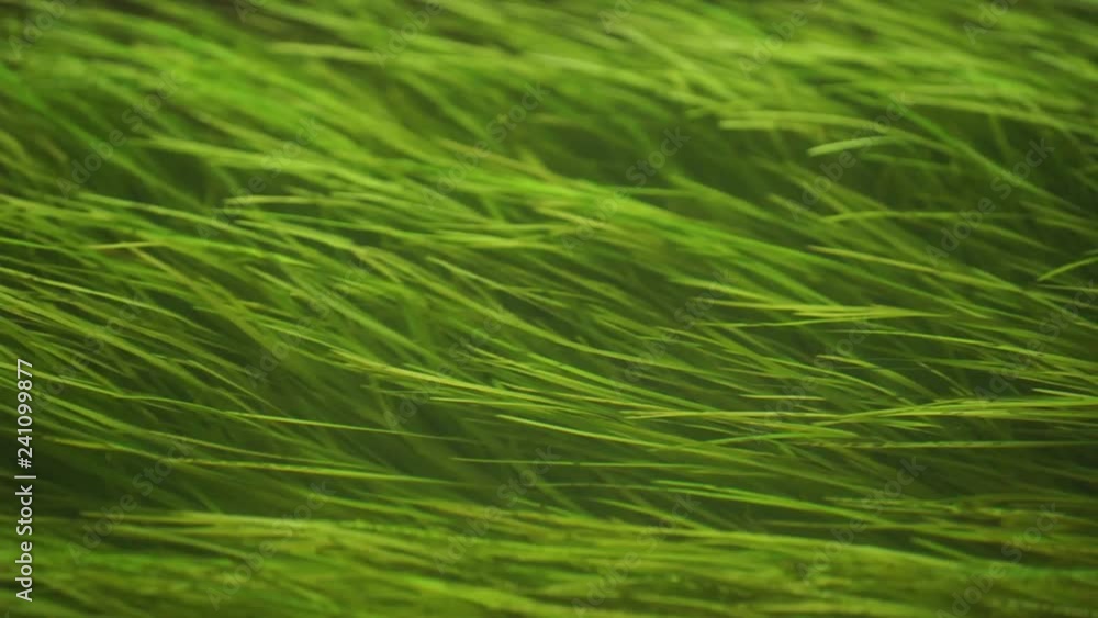 Green seagrass hover in the water. Seaweed is a common aquatic plant. Zostera marina grows in the river, lake, sea or in the ocean. Green seagrass hover in the water. Seaweed is a common aquatic plant. Zostera marina grows in the river, lake, sea or in the ocean.