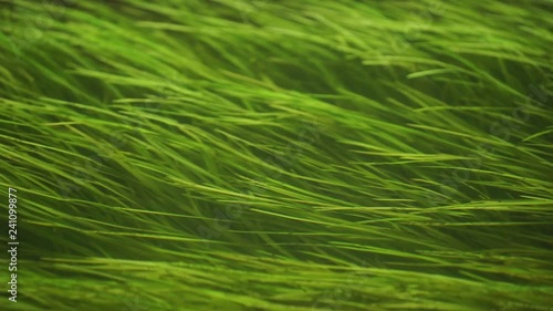 Green seagrass hover in the water. Seaweed is a common aquatic plant. Zostera marina grows in the river, lake, sea or in the ocean.