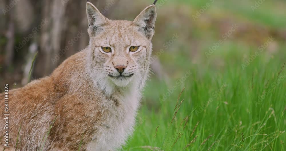 Close-up portrait of european lynx sitting in the forest Close-up portrait of european lynx sitting in the forest