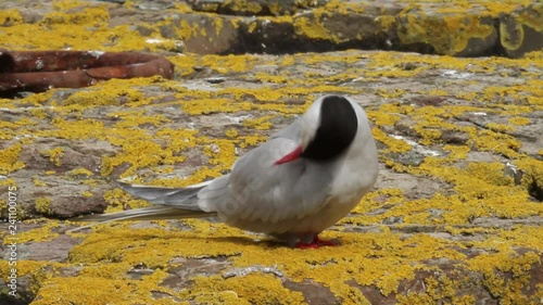 Arctic tern