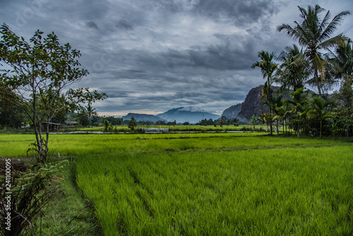 Beautiful cloudy morning on the rice fields in the Harau Valley in Sumatra