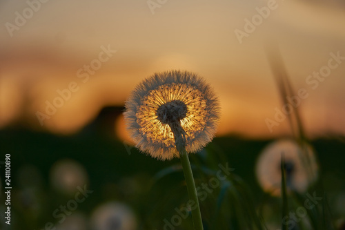 Dandelion silhouette against sunset with seeds blowing in the wind in bavaria near munich