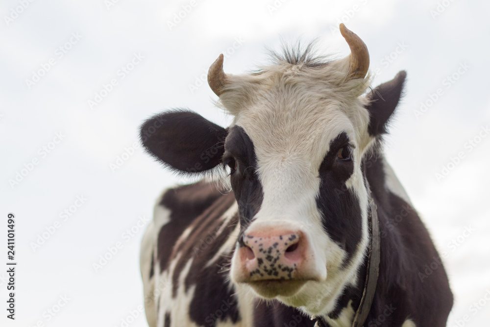 cow face close-up, selective focus cow face close-up, selective focus