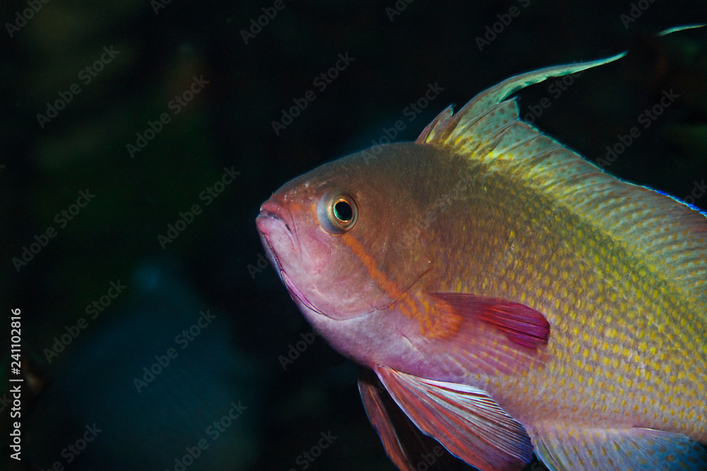 Underwater close-up photography of a male threadfin anthias. Underwater close-up photography of a male threadfin anthias.