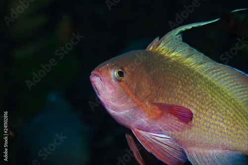 Underwater close-up photography of a male threadfin anthias.