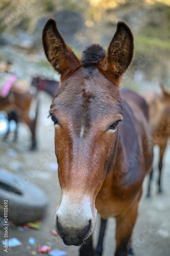A mule or donkey