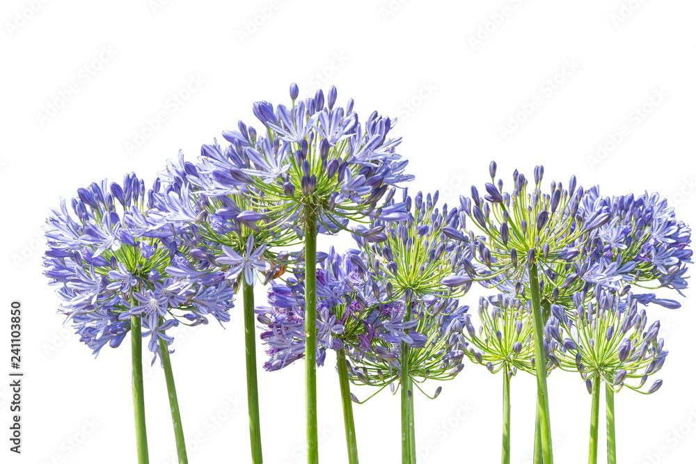 Agapanthus. Cropped blossoms as background for your works. foto de Stock |  Adobe Stock