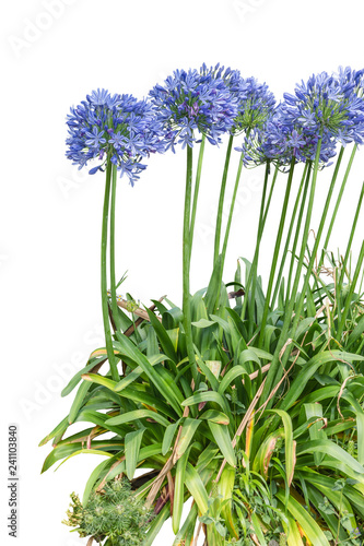 Agapanthus. Cropped blossoms as background for your works.