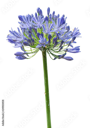 Agapanthus. Cropped blossoms as background for your works.