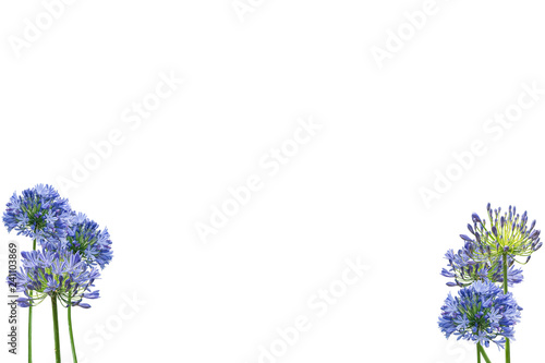Agapanthus. Cropped blossoms as background for your works.