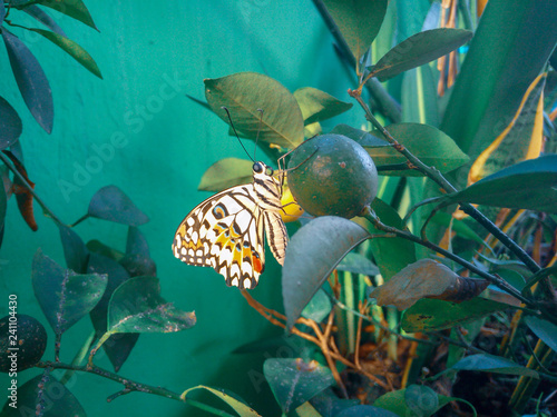 Metamorphosis butterfly in the garden 
