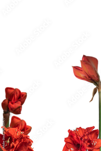 Wallpaper Mural Amaryllis. Cropped blossoms as background for your works. Torontodigital.ca