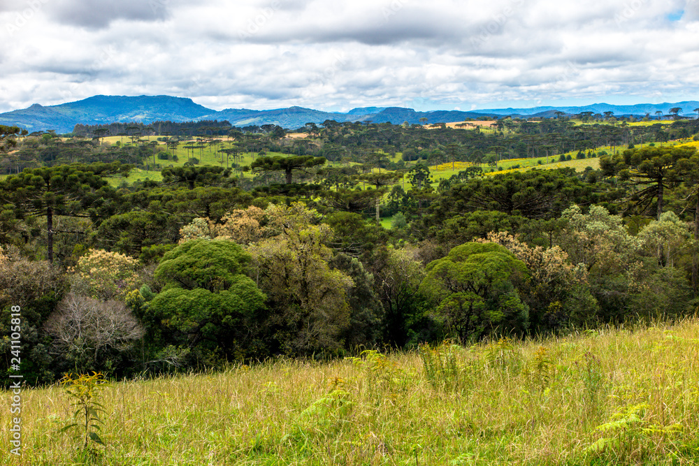 Panorama of the upper part of the Petrolandia region, with forests and mountains in the background, Santa Catarina
