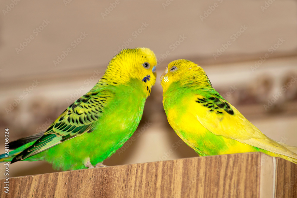 two wavy parrots are sitting on the closet