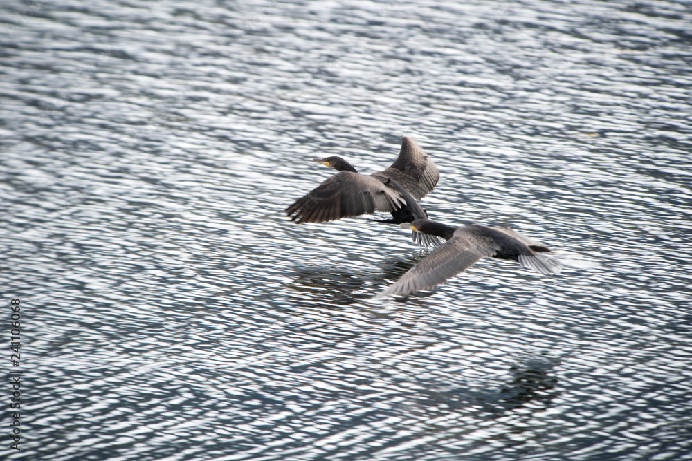 Fototapeta premium Cormorano