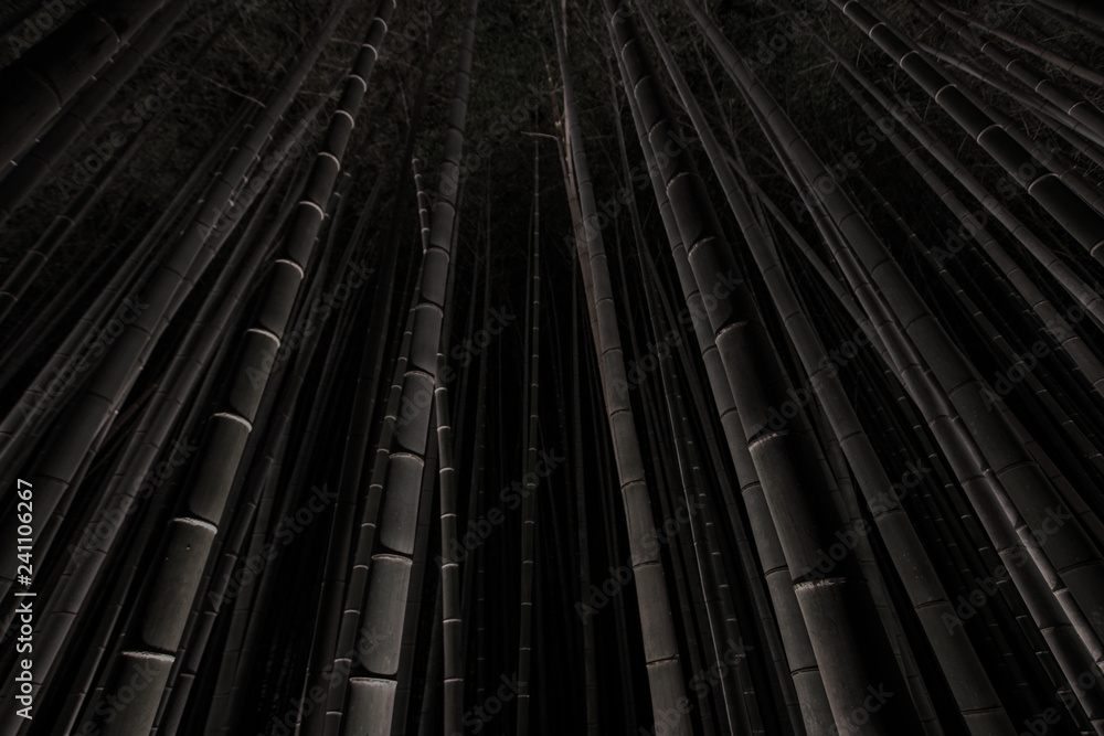 Dark photograph of the illuminated Arashiyama Bamboo Grove at night Dark photograph of the illuminated Arashiyama Bamboo Grove at night