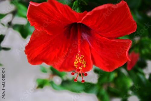  Beautiful red hibiscus flowers