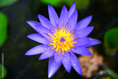  Beautiful purple lotus