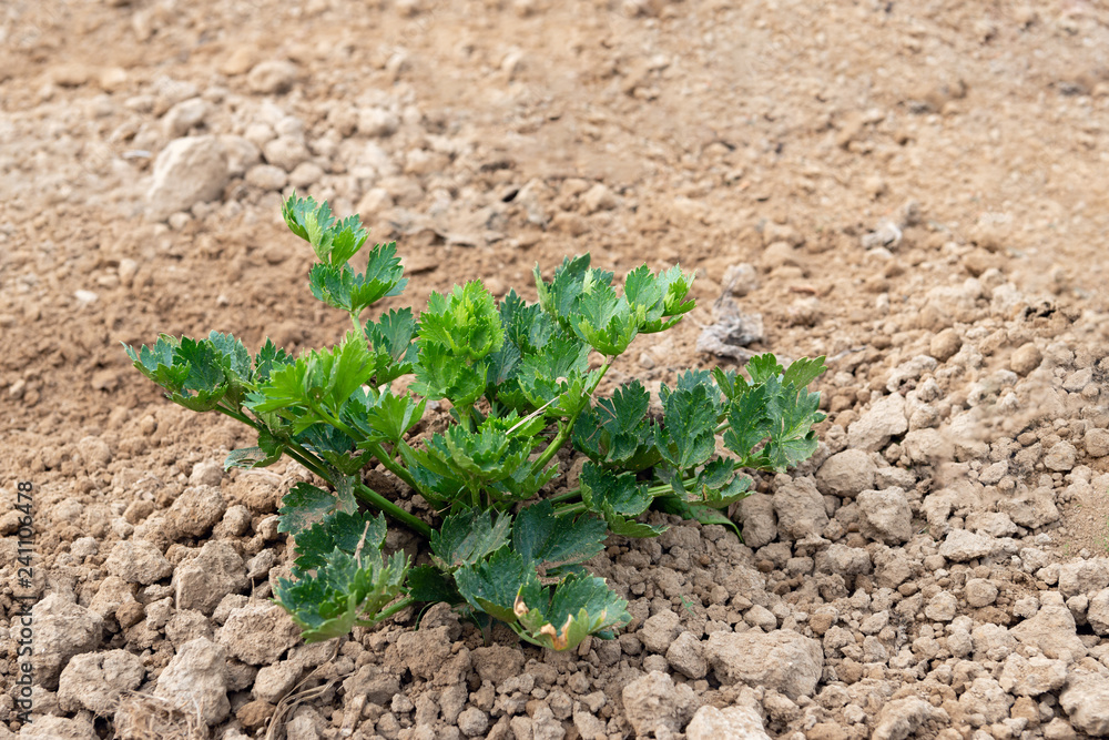Organically grown celeriac plant from close in recently crumbled clay Organically grown celeriac plant from close in recently crumbled clay