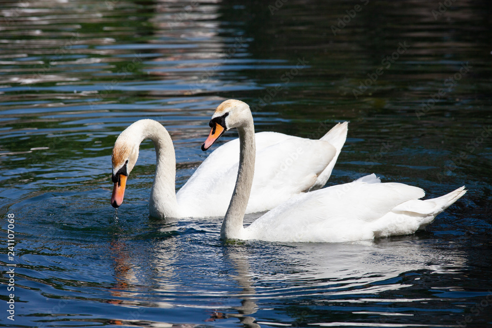 Naklejka premium two white swans on the water