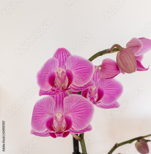 Orchideen in Pink - knabenkr  uter
