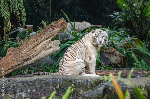 tiger staring