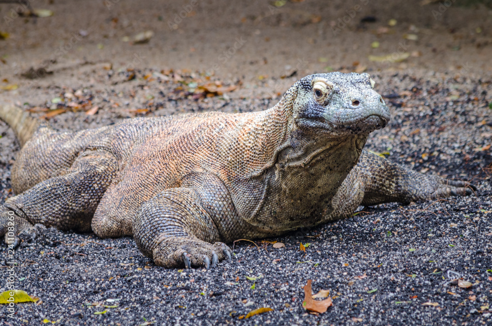 Fototapeta premium komodo dragon