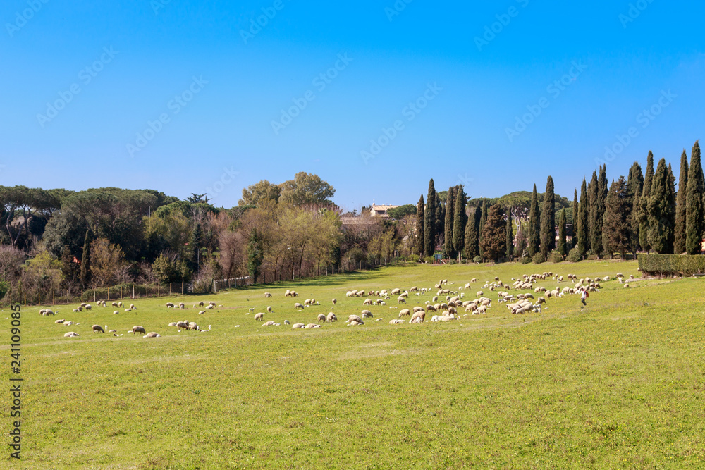Flock of Sheep in Rome