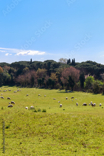 Flock of Sheep in Rome