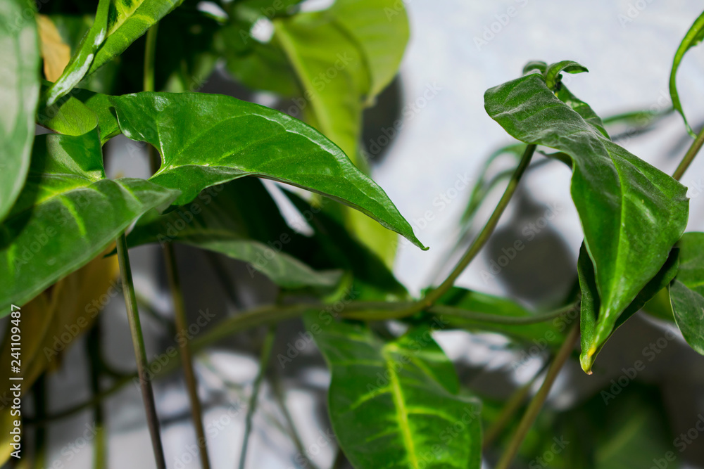 Plant Plant