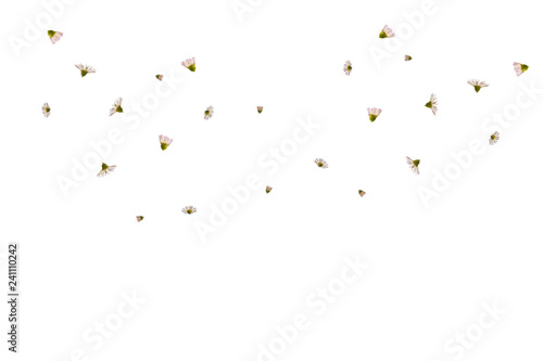 Cutouts from flowers for your works and greeting cards.