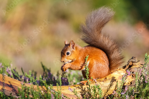 Red squirrel feeding in woodland, England © Michael Conrad