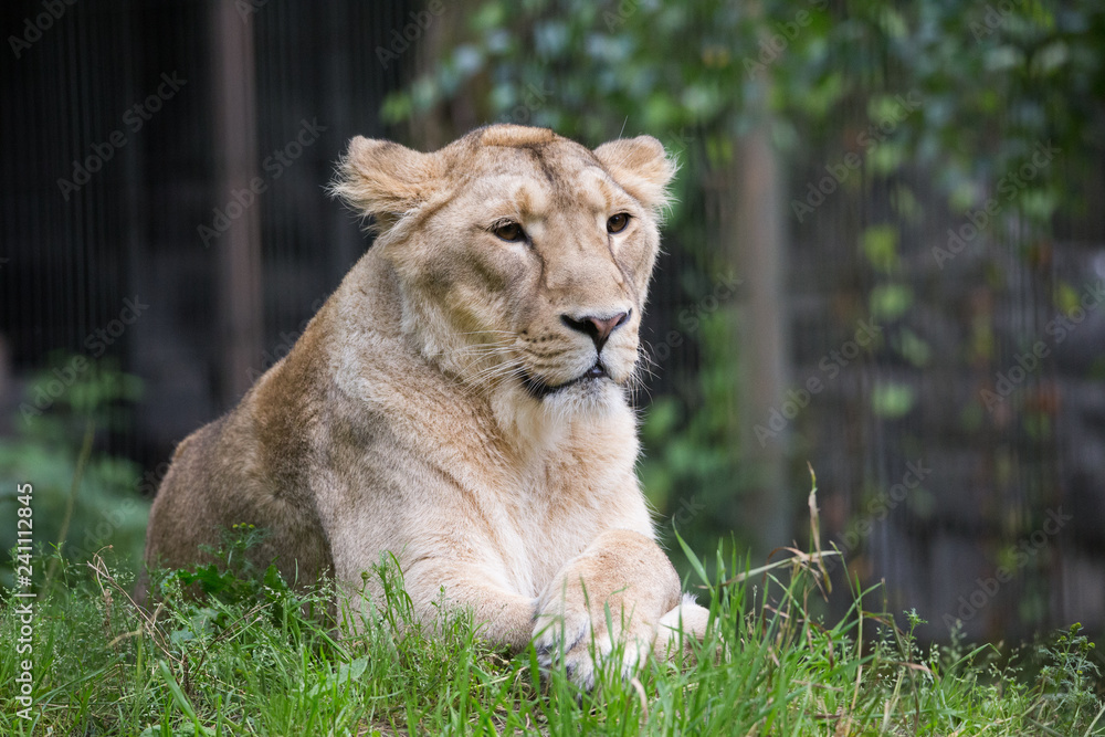 Fototapeta premium Female lion resting on grass