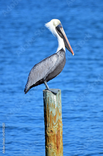 North American adult brown pelican, standing on a post detailed feathers, white and pale yellow head, red mask around eye and large orange bill with yellow hook against clear cloudless blue sky.
