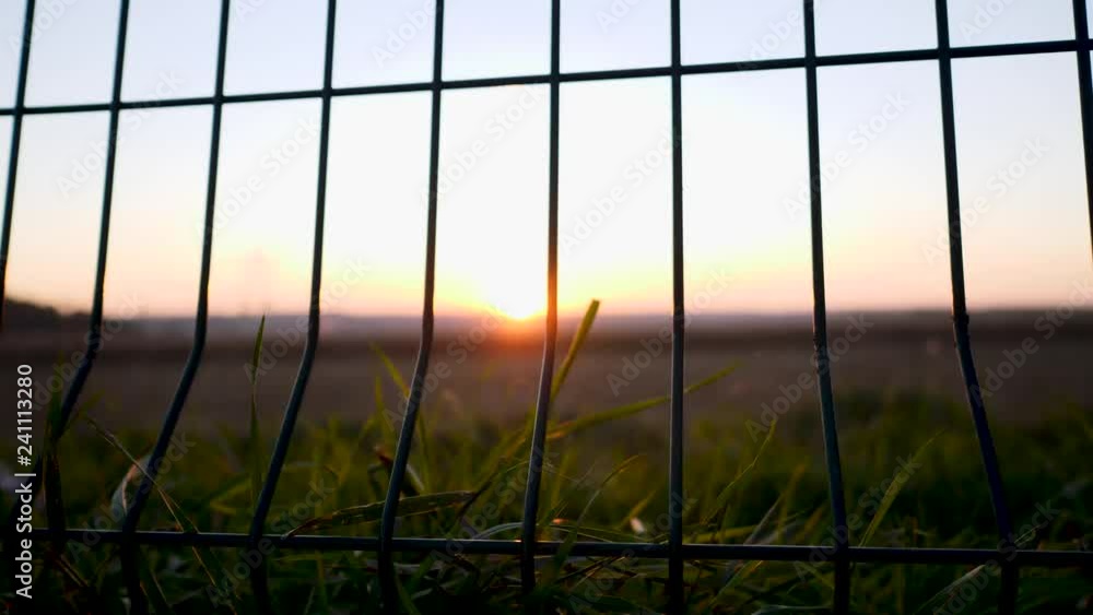 Green grass in field at sunset, view through fence
Green grass in field at sunset, view through fence