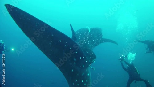 Underwater scene of a whale shark and divers making footage in Nosy Be photo