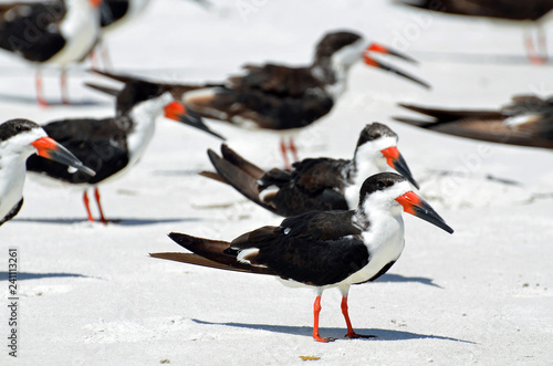 Close up of a group of black skimmers with white chest, bright orange and black striped bills or beaks, and red legs standing on bright sand on the beach of Florida's Gulf Coast.