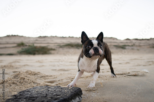 Boston Terrier spielt am Strand in Frankreich