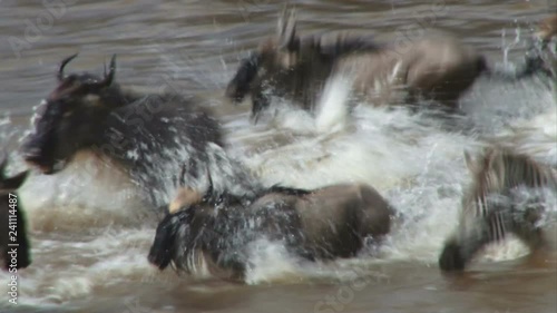 A wildebeest is badly hurt by a crocodile while crossing mara river.mov