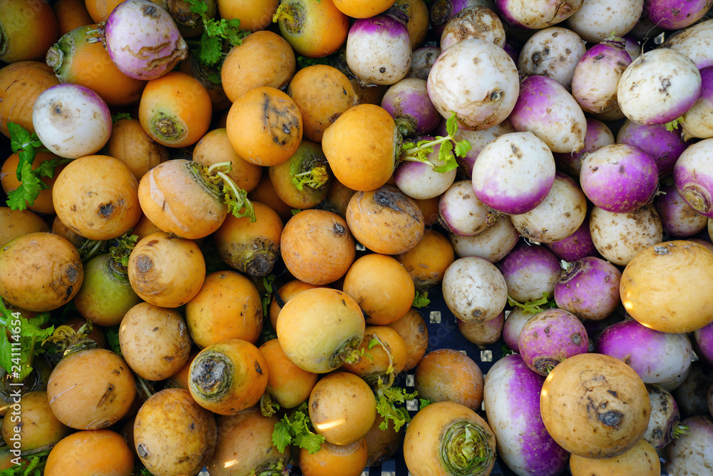 Colorful purple and orange turnip vegetable at a winter farmers market
