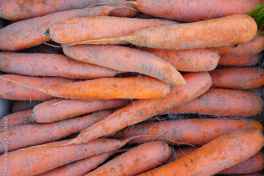 Fresh organic carrots with soil for sale at a farmers market Fresh organic carrots with soil for sale at a farmers market