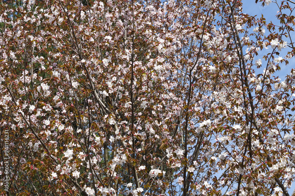 Background with flowers on a spring day. Japanese cherry Sakura blossom Background with flowers on a spring day. Japanese cherry Sakura blossom
