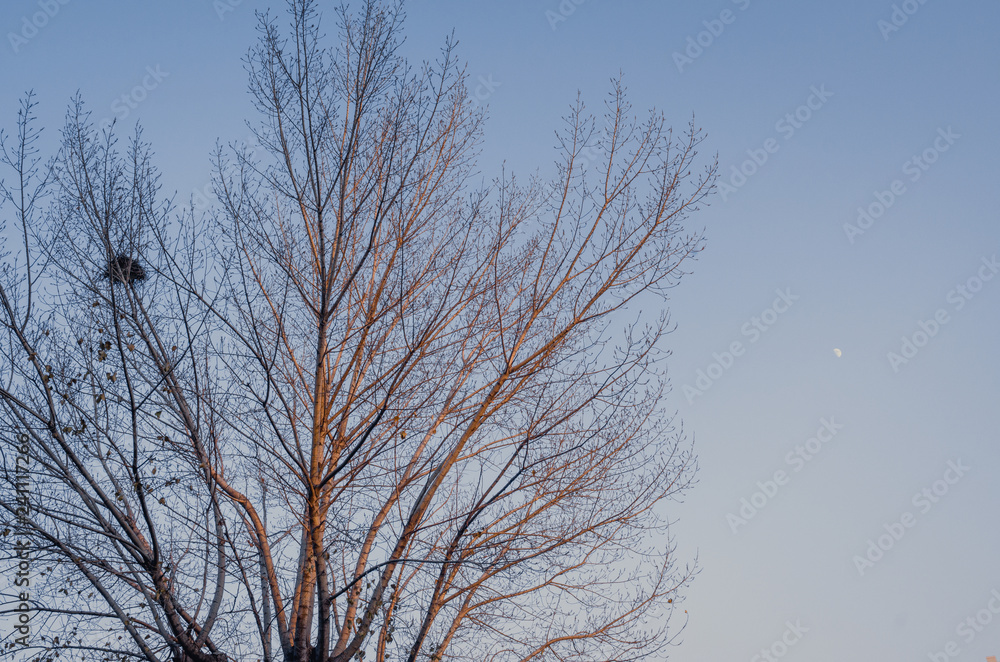Winter tree with moon at late afternoon sunset Winter tree with moon at late afternoon sunset
